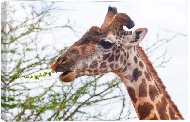 Giraffe with wonky horn Canvas Print by Howard Kennedy