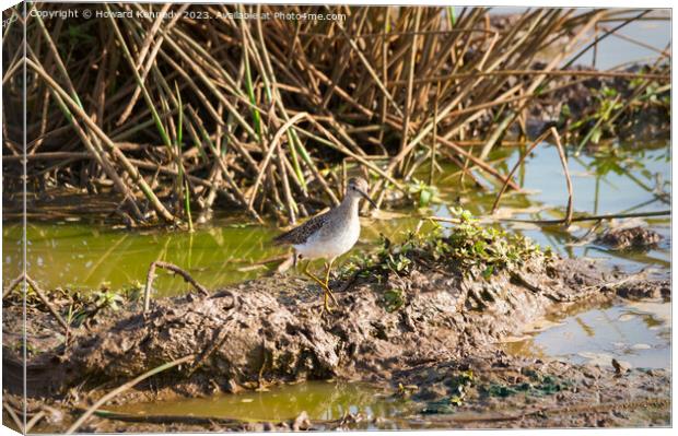 Wood Sandpiper Canvas Print by Howard Kennedy