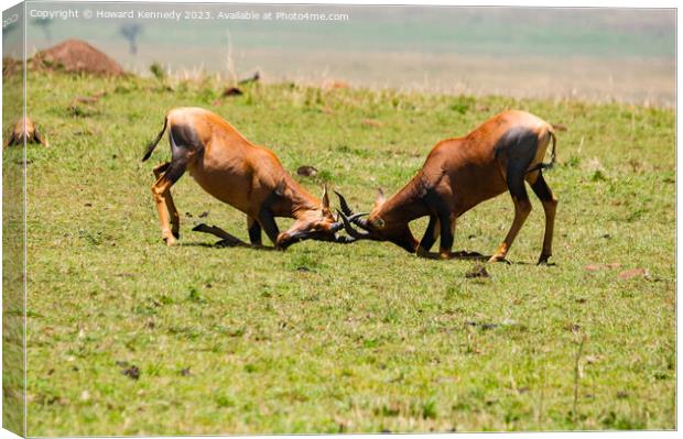 Topi Bulls fighting in the Masai Mara Canvas Print by Howard Kennedy