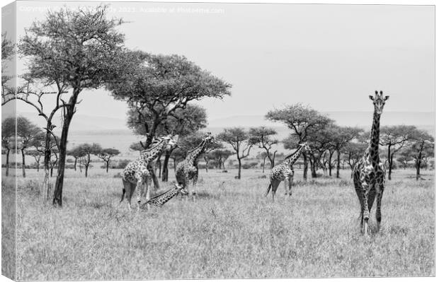 Tower of Giraffe in the Mara Triangle in black and white Canvas Print by Howard Kennedy