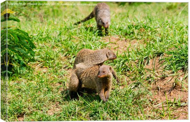 Mating Banded Mongoose Canvas Print by Howard Kennedy