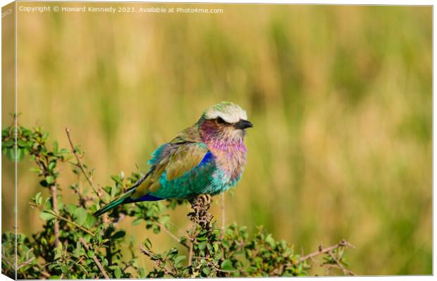 Lilac-Breasted Roller Canvas Print by Howard Kennedy