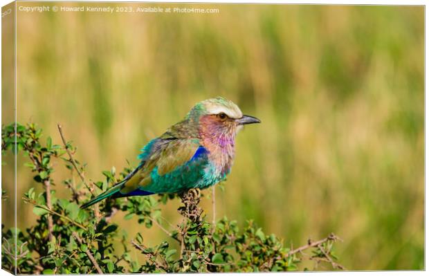 Lilac-Breasted Roller Canvas Print by Howard Kennedy