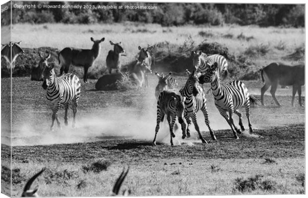 Zebra foal trying to escape being trampled by fighting stallions in black and white Canvas Print by Howard Kennedy