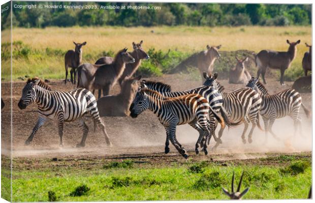 Zebra kicking up dust as they pass a herd of Waterbuck Canvas Print by Howard Kennedy