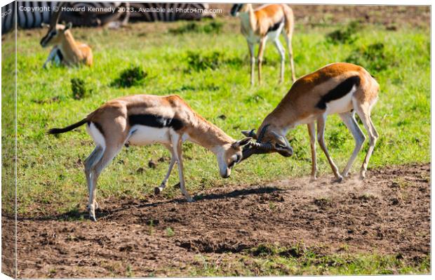 Sparring Thomson's Gazelle Canvas Print by Howard Kennedy