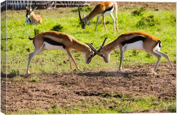 Sparring Thomson's Gazelle Canvas Print by Howard Kennedy