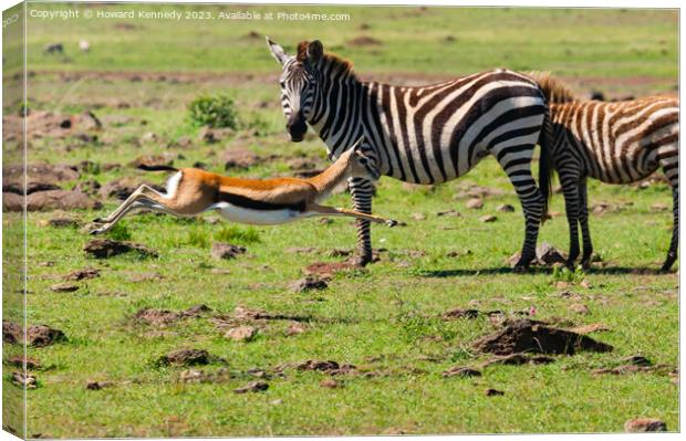 Zebra mare looks on as a juvenile Thomson's Gazelle practices evasive manoevres Canvas Print by Howard Kennedy