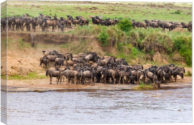 Wildebeest approaching the Mara River during the Great Migration Canvas Print by Howard Kennedy
