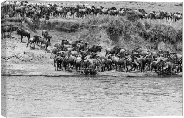 Wildebeest approaching the Mara River during the Great Migration in black and white Canvas Print by Howard Kennedy