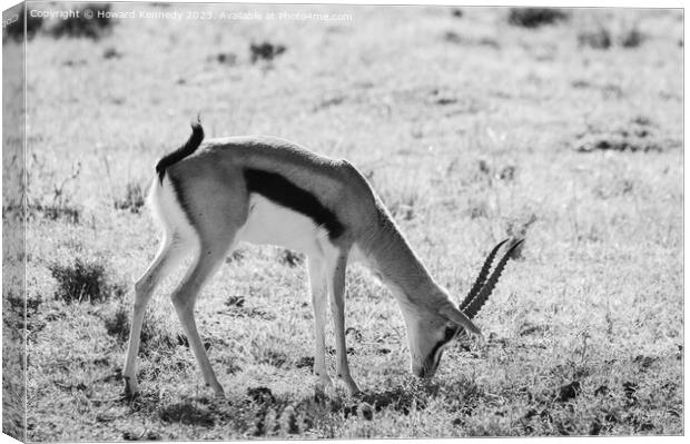 Thomson's Gazelle grazing in Masai Mara in black and white Canvas Print by Howard Kennedy