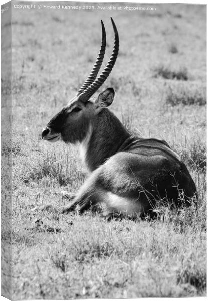 Huge male Defassa Waterbuck in black and white Canvas Print by Howard Kennedy