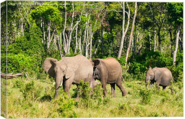 Elephant family browsing Canvas Print by Howard Kennedy