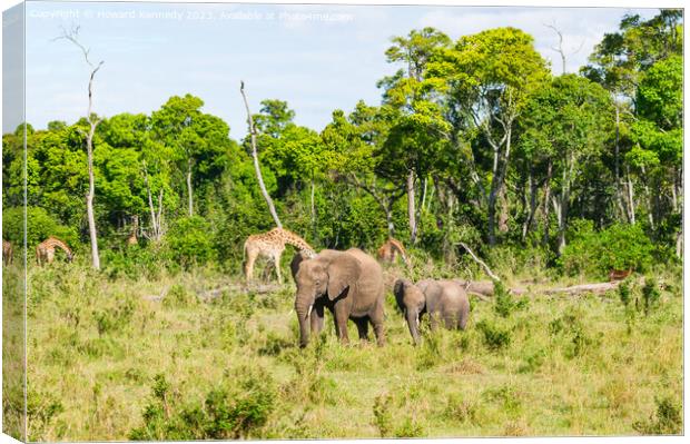 Elephant family browsing with Giraffe and Impala in the background Canvas Print by Howard Kennedy