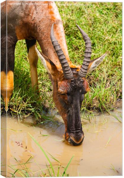 Topi Drinking Close-up Canvas Print by Howard Kennedy