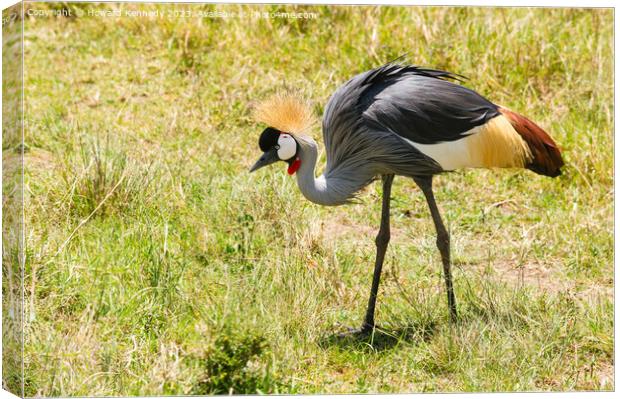Grey-Crowned Crane Canvas Print by Howard Kennedy