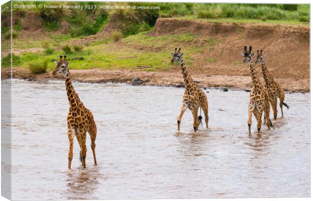 Tower of Giraffes crossing the Mara River Canvas Print by Howard Kennedy