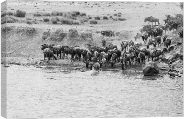 Wildebeest crossing the Mara River in black and white Canvas Print by Howard Kennedy