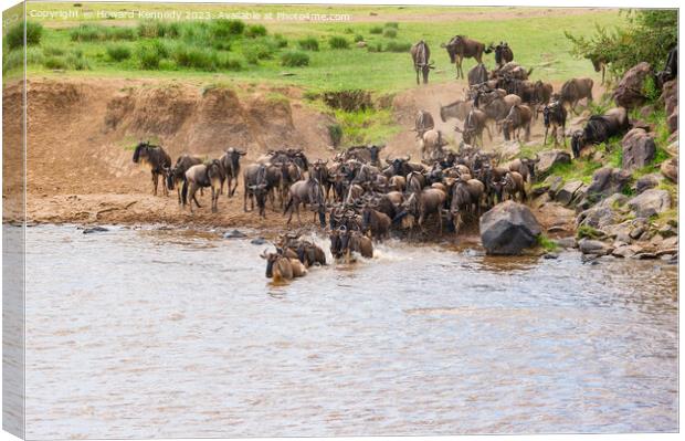 Wildebeest dodging Crocodile as they cross the Mara River during the Great Migration Canvas Print by Howard Kennedy