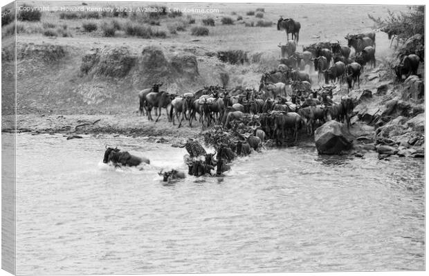 Wildebeest dodging Crocodile as they cross the Mara River during the Great Migration in black and white Canvas Print by Howard Kennedy