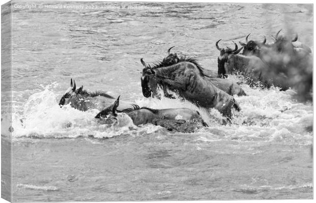 Crocodile attacks Wildebeest crossing the Mara River in black and white Canvas Print by Howard Kennedy