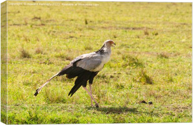 Secretary Bird Canvas Print by Howard Kennedy