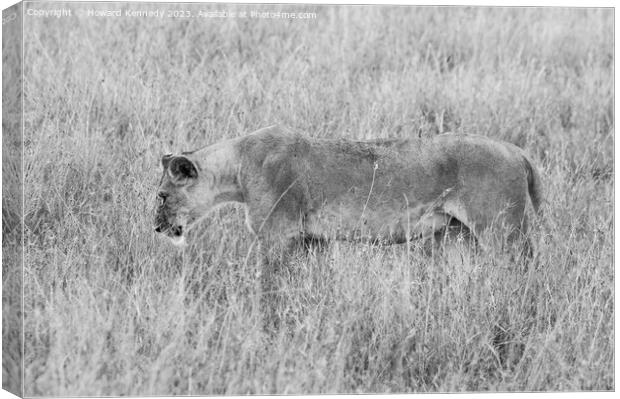Lioness setting out on a hunt in black and white Canvas Print by Howard Kennedy