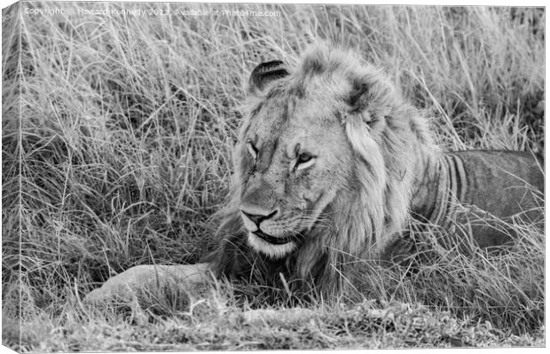 Male Lion resting in black and white Canvas Print by Howard Kennedy