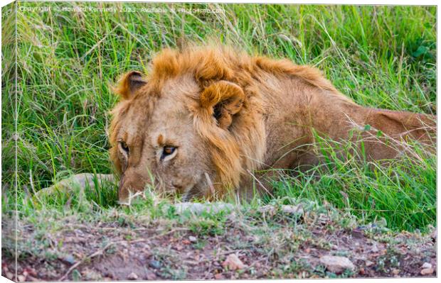 Male Lion resting but vigilant Canvas Print by Howard Kennedy
