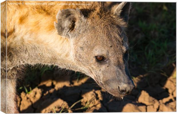 Pregnant female Spotted Hyena close-up Canvas Print by Howard Kennedy