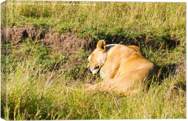 Lioness sleeping Canvas Print by Howard Kennedy
