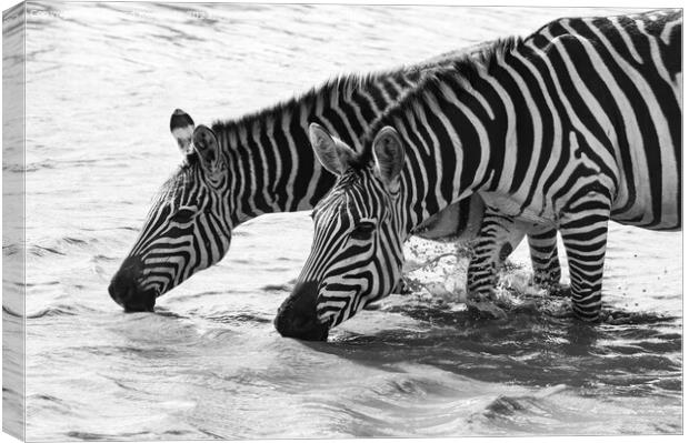 Burchell's Zebra in waterhole in black and white Canvas Print by Howard Kennedy