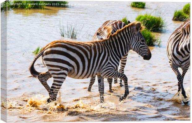 Burchell's Zebra in waterhole Canvas Print by Howard Kennedy