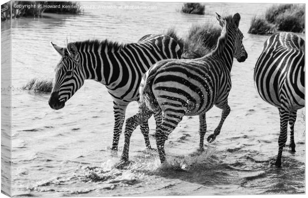 Burchell's Zebra in waterhole in black and white Canvas Print by Howard Kennedy
