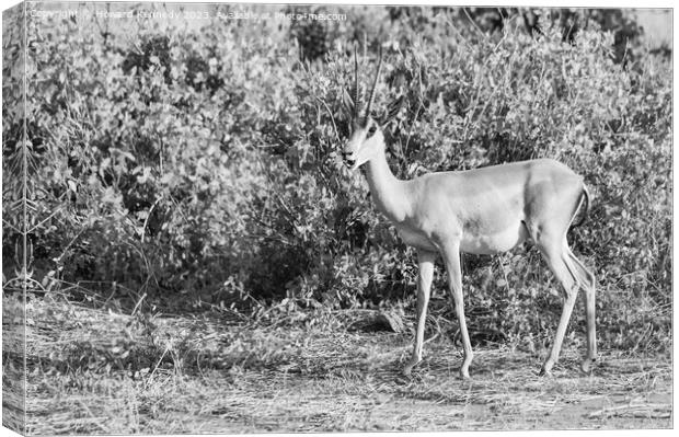 Grant's Gazelle in black and white Canvas Print by Howard Kennedy