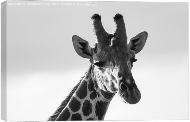 Giraffe Eye Contact in black and white Canvas Print by Howard Kennedy
