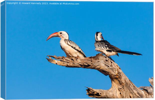 Red-Billed Hornbill pair Canvas Print by Howard Kennedy