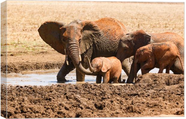 A Helping Hand from Elephant Mum Canvas Print by Howard Kennedy
