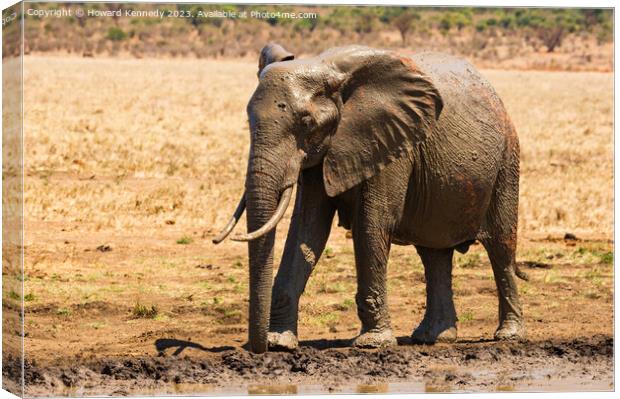 Young Bull Elephant leaving a mud bath covered in mud Canvas Print by Howard Kennedy