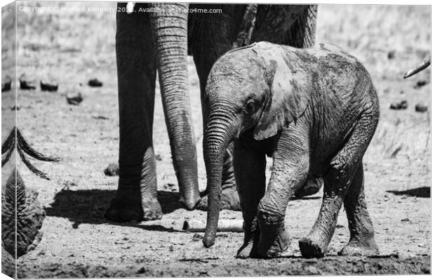 A baby elephant at the mud bath in black and white Canvas Print by Howard Kennedy