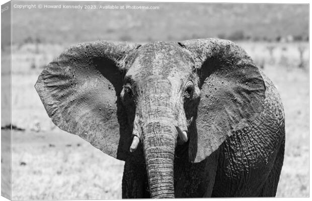 Young female Elephant close-up in black and white Canvas Print by Howard Kennedy