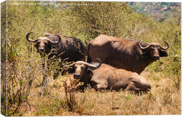 Let Sleeping Buffalo Lie Canvas Print by Howard Kennedy