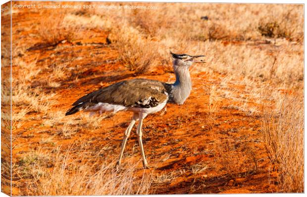 Kori Bustard eating seed pod Canvas Print by Howard Kennedy