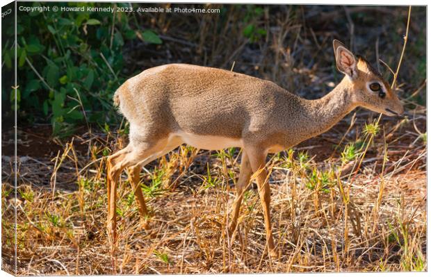 Kirk's Dik Dik Canvas Print by Howard Kennedy