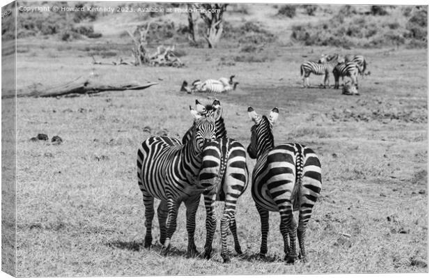 Burchell's Zebra in black and white Canvas Print by Howard Kennedy