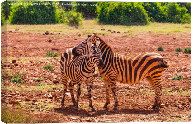 Burchell's Zebra Canvas Print by Howard Kennedy