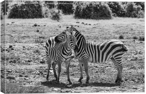 Burchell's Zebra in black and white Canvas Print by Howard Kennedy