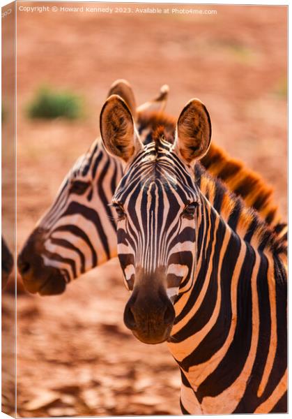 Burchell's Zebra close-up Canvas Print by Howard Kennedy