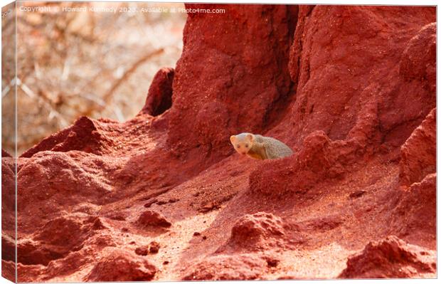 Dwarf Mongoose in Termite mound Canvas Print by Howard Kennedy
