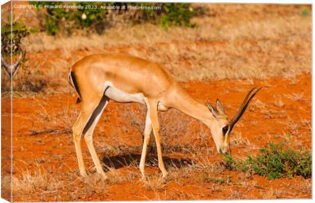 Grant's Gazelle Canvas Print by Howard Kennedy